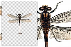 Dragonfly - Insects - Vintage Bugs Product Image 2