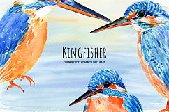 Bird Kingfisher Clipart, Watercolor Illustration  Product Image 6