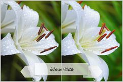 Incredible Flowers Profiles LR7.3 ACR10.3 Product Image 26
