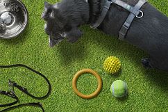 Pet Scene Generator  Product Image 5