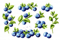Blueberry. Watercolor collection Product Image 4