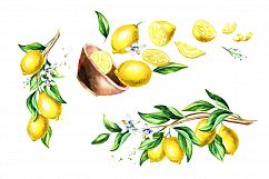 Fresh Lemon. Watercolor collection Product Image 4