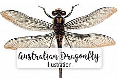 Dragonfly - Insects - Vintage Bugs Product Image 1