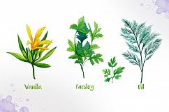 Watercolor Herbs Product Image 5