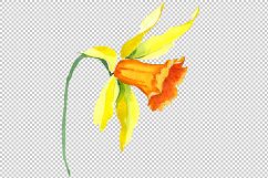 Narcissus lemon flower PNG watercolor set Product Image 5