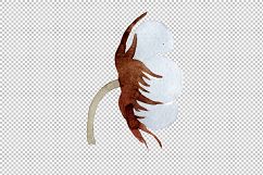 Cotton soft flower PNG watercolor set Product Image 8