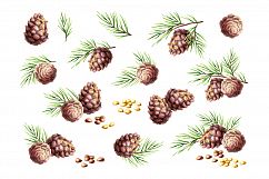 Pine nuts. Cedar oil. Watercolor Product Image 2