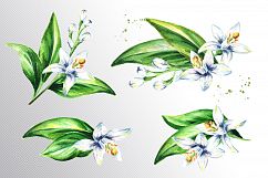 Neroli. Watercolor collection Product Image 3