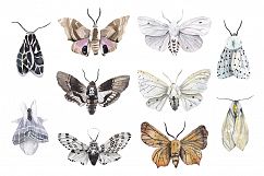 MOTH watercolor collection Product Image 6