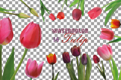Tulip watercolor clip art pack, watercolor tulip design Product Image 2