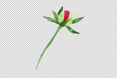 Crimson Peonies PNG watercolor set Product Image 2