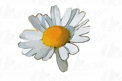 Watercolor Chamomile clip art pack, Chamomile flowers Product Image 12