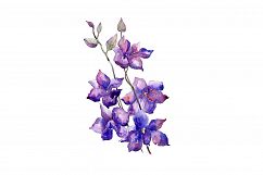 Bouquet of purple flowers PNG watercolor set Product Image 1