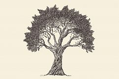 Olive tree Product Image 1
