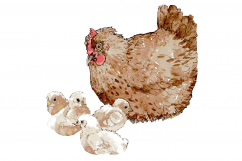 Watercolor Chooks | Watercolor Clip art| PNG/JPEG Product Image 3