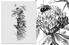 Red Clover Flowers- Vintage Florals Product Image 2