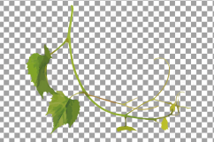 Grapes clip art watercolor wine grape, branch, flowers, leaf Product Image 13