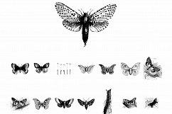 Premium Butterflies Illustrations Product Image 3
