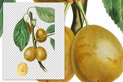 Fruit - Vintage White Imperatrice Plum Product Image 3