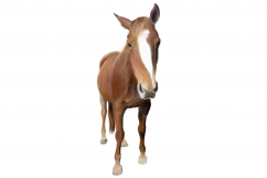 Horses | Digital Watercolor Clip Art | PNG/JPEG Product Image 3