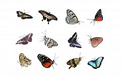 Butterfly PNGs Product Image 6