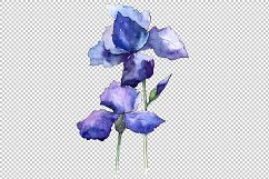 Watercolor blue irises flowers PNG set Product Image 2