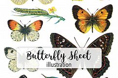 Butterfly - Insects - Vintage Bugs - Butterflies Product Image 1