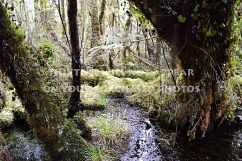 9 Tropical Rainforest Photos Product Image 10