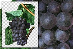 Fruit - Vintage Burgundy Grape Product Image 2