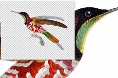 Birds - Vintage Crimson Topaz Male Hummingbird Product Image 3