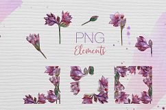Purple amaryllis PNG watercolor set Product Image 8