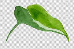 Wildflower burgundy Brugmansia PNG watercolor set Product Image 6