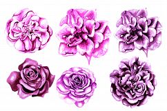 Hand Drawn Watercolor Flowers 64 PNG&amp;VECTOR Product Image 6