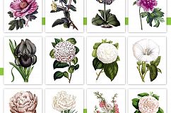 Entire Vintage Collection -Over 1000 Illustrations Product Image 12