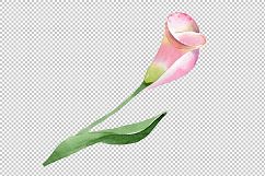 Pink calla flower PNG watercolor set Product Image 2