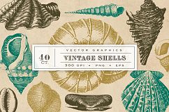 Vintage Shell Vector Graphics Product Image 1