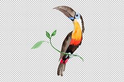 Tropical bird toucan PNG watercolor set Product Image 5