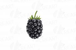 Watercolor Blackberry, branch and leaves clip art pack Product Image 12