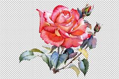 Red Rose realistic PNG watercolor set Product Image 2