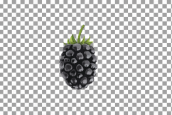 Watercolor Blackberry, branch and leaves clip art pack Product Image 13