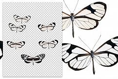 Butterfly - Insects - Vintage Bugs - Butterflies Product Image 2