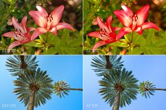 Tropical Lr Presets Product Image 4