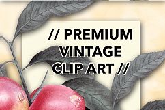 Fruit - Vintage Nectarines Product Image 3