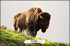 Yellowstone Profiles LR 7.3 ACR 10.3 Product Image 24