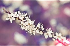 23 Pink Spring Lightroom Presets Product Image 3