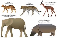 Animals of Africa: serval, cheetah, gerenuk, hippo, elephant Product Image 1