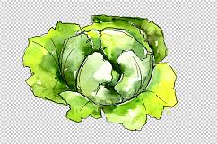Green cabbage vegetables PNG watercolor set Product Image 1