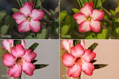Desert Rose Lr Presets Product Image 2