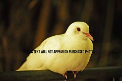 9 Beautiful Birds Product Image 4