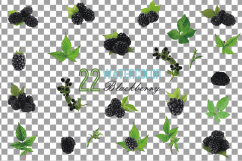 Watercolor Blackberry, branch and leaves clip art pack Product Image 2